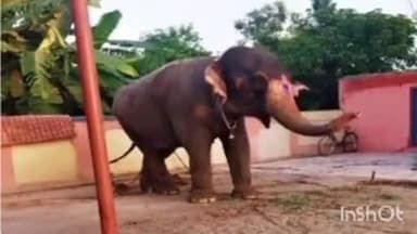 अमनौर: पलामू से चोरी हुई हथिनी अमनौर में बरामद