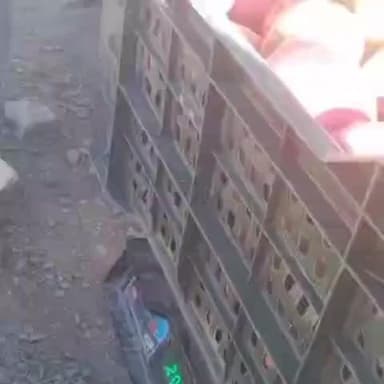 पूह: बागवानों को सावधान करते हुए रोपा के बागवान बुद्धा सेन नेगी ने कहा, सेब की खरीददारी में हो रहा धोखा