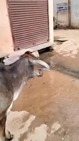 वार्ड दारोगा और सफाई कर्मचारियों को तुरन्त निर्देश देकर नालियों की सफाई करवाई
@chambaltak#morenanews #jansamashya