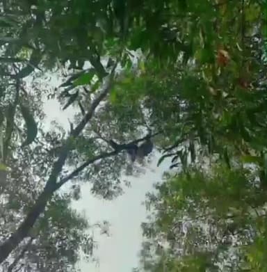 पटमदा: खेत जा रहे किसान का शव पेड़ से झूलता मिला, दो दिन से थे लापता