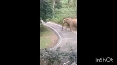 ചിറ്റൂർ: നെല്ലിയാമ്പതി കൈകാട്ടിയിൽ റോഡിൽ ചില്ലിക്കൊമ്പൻ ഇറങ്ങി