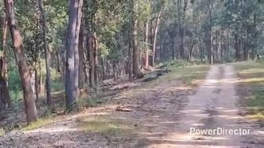 नैनपुर: कान्हा टाइगर रिजर्व: सरही जोन में शिकार की ओर बढ़ती बाघिन का वीडियो वायरल