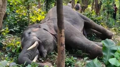 तमनार: करंट की चपेट में आई जंगल की मासूम जान, सात वर्षीय हाथी की मौत से मचा हड़कंप, वन विभाग जांच में सक्रिय