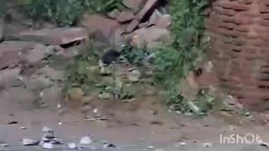 सरमथुरा: मथुरा क्षेत्र में दीपावली का पर्व धूमधाम से मनाया गया, आतंकवाद के खिलाफ एकजुटता दिखाई गई