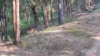 बिछिया: कान्हा टाइगर रिजर्व में शिकार की ओर बढ़ती 'बीबी-1' का वीडियो वायरल, पर्यटक हुए मंत्रमुग्ध