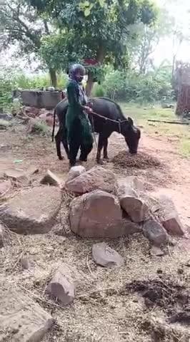 भाई ये पड़ी या किसी भाई की यह ग्राम बघरवारा में करन सिंह की पुत्री नीतू जाटव के पास से ले जाओ भाई