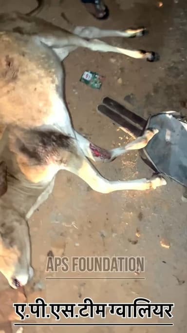 रात में गाये के बच्चे को गाड़ी से मार दिया 😡..!
Respect Girls help poor help animals
#apsgurjar #help #gwalior