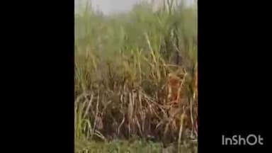 बहेड़ी: बहेड़ी जलाने से गन्ने की फसल जल गई, थाना में की गई शिकायत