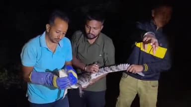 જાંબુઘોડા: જાંબુઘોડાના નારૂકોટ ખાતે રહેણાંક વિસ્તારમાં ઘૂસેલા મગરનુ સુરક્ષિત રેસ્ક્યુ કરવામાં આવ્યું હતુ