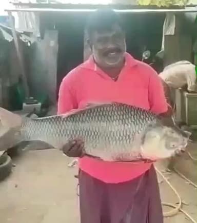 మానవపాడ్: మద్దూరు గ్రామంలోని తుంగభద్ర నదిలో భారీ చేప లభ్యం