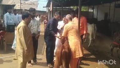 गंधवानी: लक्ष्मी गौ शाला कुक्षी में भाजपा नेताओं ने की गोवर्धन पूजा, गायों की आरती उतारी, भाजपा जिलाध्यक्ष व पूर्व विधायक शामिल