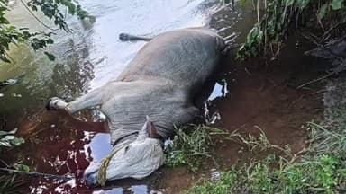 ಚಿಂಚೋಳಿ: ನದಿ ನೀರಿನ ಸೆಳೆತಕ್ಕೆ ಸಿಲುಕಿ ಎರಡು ಎತ್ತುಗಳ ಸಾವು, ಹಸು ನಾಪತ್ತೆ: ಚಿಂಚೋಳಿಯ ಕನಕಪುರದಲ್ಲಿ ಘಟನೆ