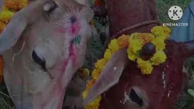 तमाड़ 1: तमाड़ में सोहराई पर्व हर्षोल्लास के साथ मनाया गया