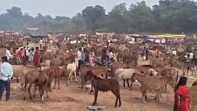 कर्वी: चित्रकूट के मंदाकनी नदी के पास लगता है ऐतिहासिक गधा मेला, दूर-दराज से पहुंचते हैं व्यापारी