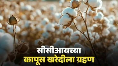 यवतमाळ: सीसीआय'च्या कापूस खरेदीला ग्रहण; ॲप नोंदणी शेतकऱ्यांसाठी ठरली डोकेदुखी