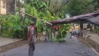 எழும்பூர்: கனமழை எதிரொலி - டிரஸ்ட் புரத்தில் வேரோடு சாய்ந்த மரம் - அதிர்ஷ்டவசமாக உயிர் தப்பிய பொதுமக்கள்