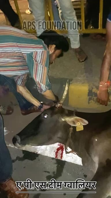 डम्पर से गाये को कुचल दिया पेट मे बच्चा भी था..
Respect Girls Help poor help animals
#apsgurjar #viral #gwalior