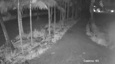 கோவை வடக்கு: தாளியூர் பகுதியில் காட்டுயானை உலாவும் சிசிடிவி காட்சிகள் வெளியாகி உள்ளன