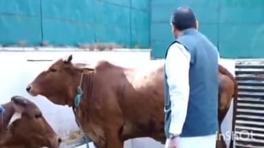 देहरादून: सीएम धामी ने गोवर्धन पूजा के अवसर पर माता का पूजन किया