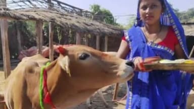 मोहला मानपुर जिले सहित प्रदेश के विभिन्न स्थानों पर आज गोवर्धन पूजा की जाएगी
