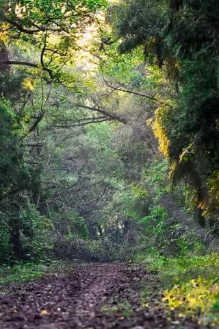 India moves up to 9th Position Globally in Forest Area; Continues to Rank 3rd in Annual Forest Gain
More :https://pib.gov.in/PressReleasePage.aspx?PRID=2181416