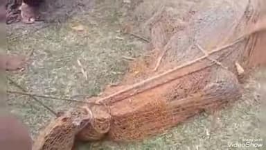 लालगंज: बसुहरा गांव के केवटान बस्ती में 10 फीट का मगरमच्छ देख ग्रामीणों में मचा हड़कंप, वन विभाग ने मगरमच्छ को ददरी में छोड़ा