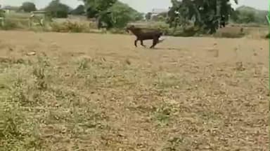 मंदसौर: छाजू खेड़ा रोड पर दीपावली के दूसरे दिन दो पाड़ों की लड़ाई देखने पहुंचे हजारों लोग