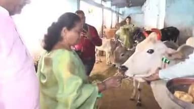 हुज़ूर: महापौर मालती राय ने कांजी हाउस, शाहजहानाबाद में की गोवर्धन पूजा, गौ सेवकों का किया सम्मान