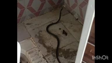 యాలాల్: యాలాల బాలికల ఉన్నత పాఠశాలలో బాత్రూంలో పాము, భయాందోళనకు గురైన బాలికలు