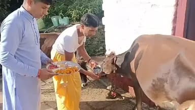 बाराकोट: नगर सहित ग्रामीण क्षेत्रों में गोवर्धन पूजा का पर्व परंपरागत उत्साह के साथ मनाया गया