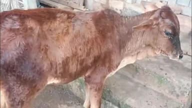 बागलाण: बागलाण तालुक्यातील पश्चिम पट्ट्यात साल्हेर परीसरात लंम्पी आजाराचा थैमान