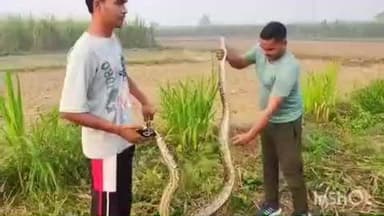 धौलाना: गांव गिरधरपुर के पास खेतों में करीब 10 फीट लंबा अजगर निकलने से किसानों में मचा हड़कंप, वन विभाग की टीम ने किया रेस्क्यू