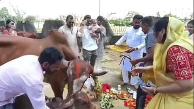 नारायणपुर: गोवर्धन पूजा श्रद्धा और हर्षोल्लास के साथ संपन्न, गौ सेवा की परंपरा को आगे बढ़ा रहे हैं भाजपा जिलाध्यक्ष पंकज जैन