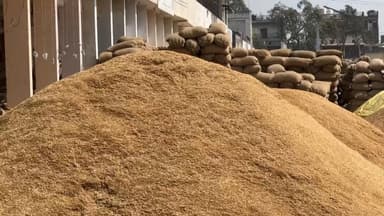 जगाधरी: यमुनानगर की सभी 13 मंडियों में अभी तक हुई पाँच लाख इक्यासी हज़ार नौ सौ चौरासी मीट्रिक टन धान की आवक, जिला उपायुक्त ने दी जानकारी #publicapp