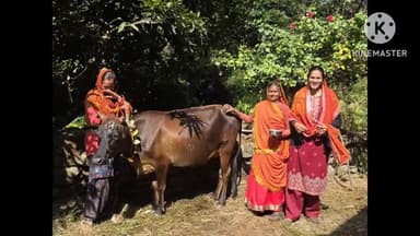 पिथौरागढ़: पिथौरागढ़ जिले में धूमधाम से मनाया गया गोवर्धन पर्व, गायों की पूजा की गई