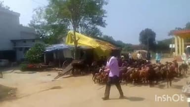 कुही: दीपावली पाडवा निमित्ताने वेलतुर येथे शेळी, मेंढी व गायींची मिरवणूक