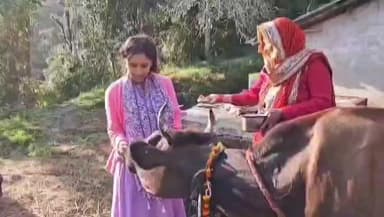 लोहाघाट में धूमधाम के साथ मनाई गई गोवर्धन पूजा गौ वंशों का किया गया पूजन।