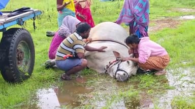 ஊத்துக்கோட்டை: நெய்வேலி பகுதியில் இடி தாக்கி எருது மாடு உயிரிழப்பு,