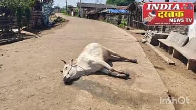 चामोर्शी: रेगडी येथे अद्यात इसमाने रात्री धारदार शस्त्राने गावातील अनेक मोकाट जनावराने केले ठार