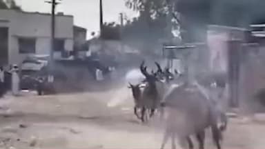 હારીજ: નવા વર્ષ નિમિત્તે ગાયો પાછળ ફટાકડા ફોડીને દોડાવવાની પરંપરા સમી અને હારીજ ના ગ્રામ્ય વિસ્તારોમાં યથાવત રહી