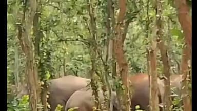 लोहरदगा: लोहरदगा में जंगली हाथियों का आतंक, बढ़मारा गांव में गाय को कुचला