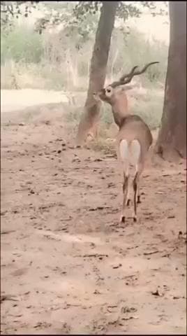 गंगीरी के गांव बढ़ारी बुजुग में हिरन ने साधु पर हमला कर उनकी मौत कर दी।