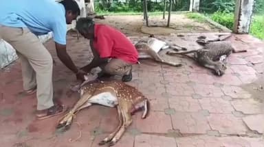 திருவாடனை: அடுத்த குடி கிராமத்தில் நாய்கள் கடித்து புள்ளிமான் உயிரிழப்பு