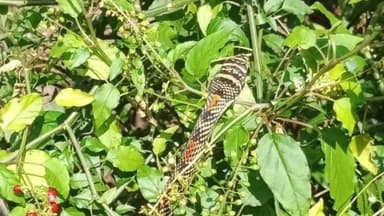 दोडामार्ग: झोळंबे गावात आढळला दुर्मिळ “फ्लायिंग स्नेक”