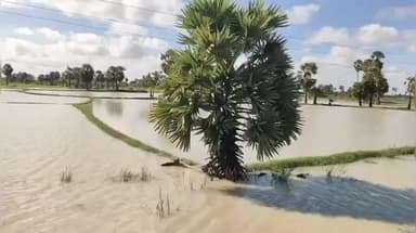 இராமநாதபுரம்: கனமழை காரணமாக ஆர் காவனூரில் வயல்வெளிகளில் மழைநீர் தேக்கம்