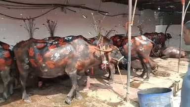 बासोदा: गंजबासौदा में यादव समाज ने की गोवर्धन पूजा, बड़ी संख्या में लोग शामिल हुए