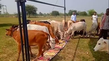 गोवर्धन पूजा पर मालखरौदा जनपद पंचायत अध्यक्ष कवि वर्मा ने कलमी गांव में गौ माता की पूजा-अर्चना की, गौ माता को कराया भोजन