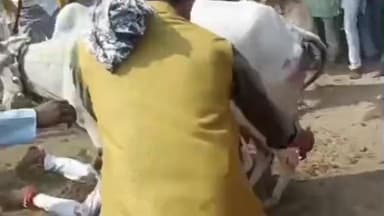 परसवाड़ा: नगर मुख्यालय सहित परसवाड़ा तहसील क्षेत्र में गोवर्धन पूजा पर गाय खेलने की परंपरा निभाई गई