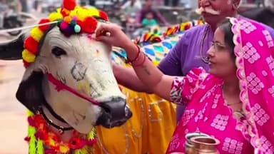 खातेगांव: पड़वा पर गोवर्धन पूजन कर किसानों ने पशुओं का किया आकर्षक श्रृंगार