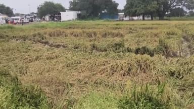 ದೇವದುರ್ಗ: ಗಬ್ಬೂರು : ರಾತ್ರಿ ಸುರಿದ ಮಳೆಗೆ ನೆಲಕಚ್ಚಿದ ಭತ್ತ ಸಂಕಷ್ಟದಲ್ಲಿ ರೈತ